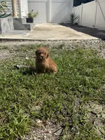Toy poodle , a female Poodle - Toy  for sale in Tampa, FL – 2 of 2