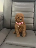 Toy poodle , a female Poodle - Toy  for sale in Tampa, FL – 1 of 2