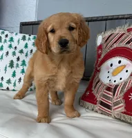Golden retriver , a male Golden Retriever for sale in Tampa, FL – 3 of 3
