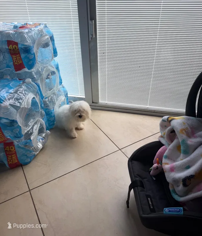 Maltese – Maltese puppy for sale in Tampa, FL