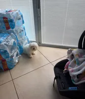 Maltese, a male Maltese for sale in Tampa, FL – 1 of 2