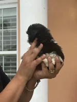 Shihtzu , a male Shih Tzu for sale in Tampa, FL – 2 of 3