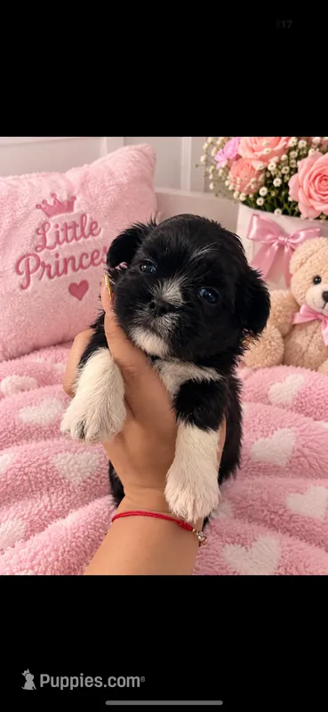 Shihtzu , a female Shih Tzu for sale in Tampa, FL – 1 of 1