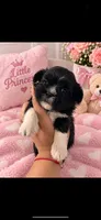 Shihtzu , a female Shih Tzu for sale in Tampa, FL – 1 of 1