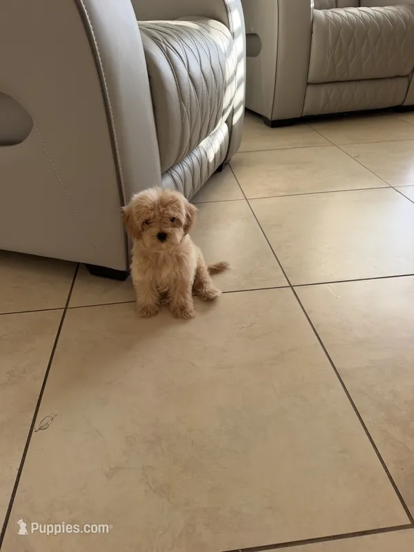 Maltipoo  – Maltipoo puppy for sale in Tampa, FL