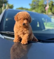 Toy poodle , a male Poodle - Toy  for sale in Tampa, FL – 2 of 3