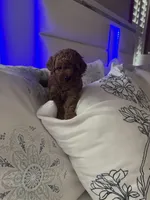 Toy poodle , a male Poodle - Toy  for sale in Tampa, FL – Photo 2 of 2