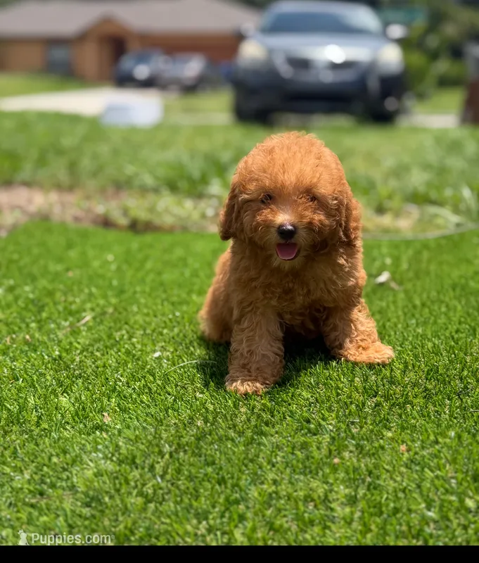 Toy poodle  – Poodle - Toy  puppy for sale in Tampa, FL