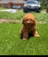 Toy poodle , a male Poodle - Toy  for sale in Tampa, FL – 3 of 3
