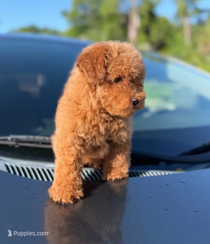 Toy poodle  – Poodle - Toy  puppy for sale in Tampa, FL