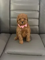 Toy poodle , a female Poodle - Toy  for sale in Tampa, FL – 2 of 2