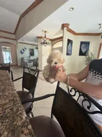 Maltipoo, a male Maltipoo for sale in Tampa, FL – 2 of 3