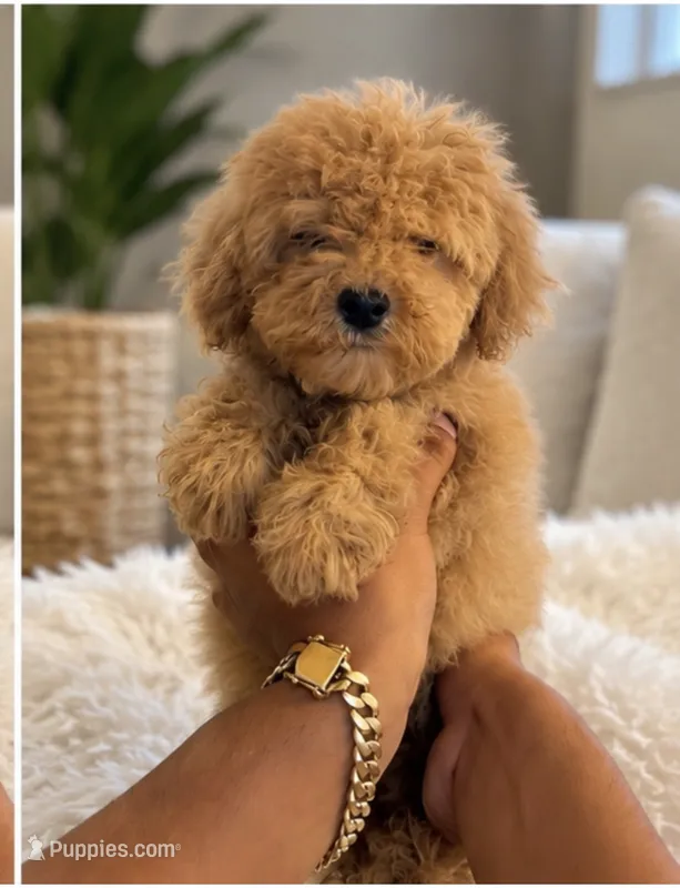Toy poodle  – Poodle - Toy  puppy for sale in Tampa, FL