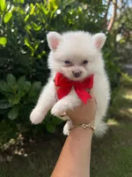 Pomeranian, a male Pomeranian for sale in Tampa, FL – 1 of 2