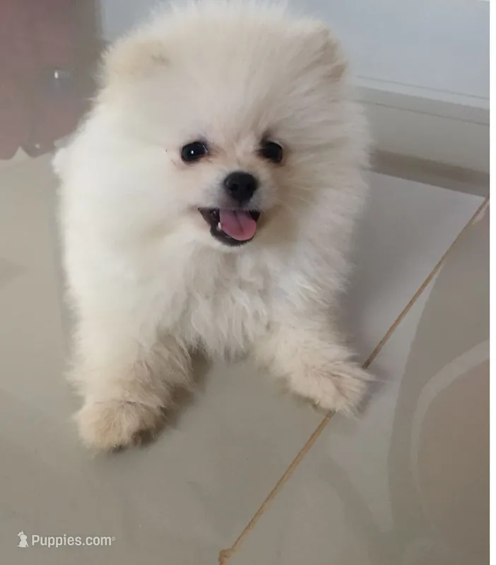 Pomeranian – Pomeranian puppy for sale in Tampa, FL
