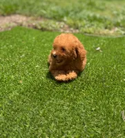 Toy poodle , a male Poodle - Toy  for sale in Tampa, FL – 2 of 3