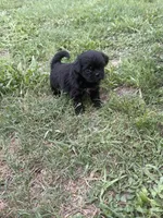 Shihtzu , a male Shih Tzu for sale in Tampa, FL – 2 of 2