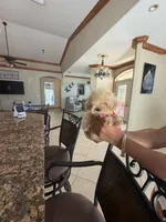 Maltipoo, a male Maltipoo for sale in Tampa, FL – 3 of 3