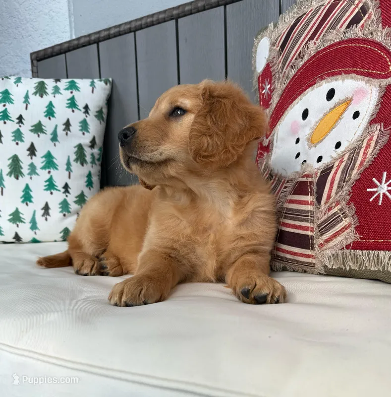 Golden retriver  – Golden Retriever puppy for sale in Tampa, FL