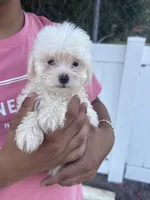 Maltese, a male Maltese for sale in Tampa, FL – 2 of 3
