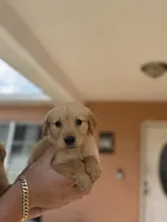 Golden retriver , a male Golden Retriever for sale in Tampa, FL – 2 of 2