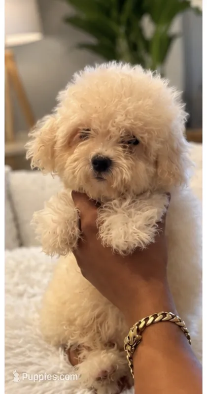 Maltipoo – Maltipoo puppy for sale in Tampa, FL
