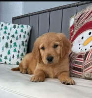 Golden retriver , a male Golden Retriever for sale in Tampa, FL – 2 of 3