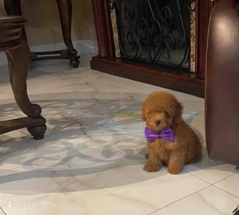 Toy poodle  – Poodle - Toy  puppy for sale in Tampa, FL
