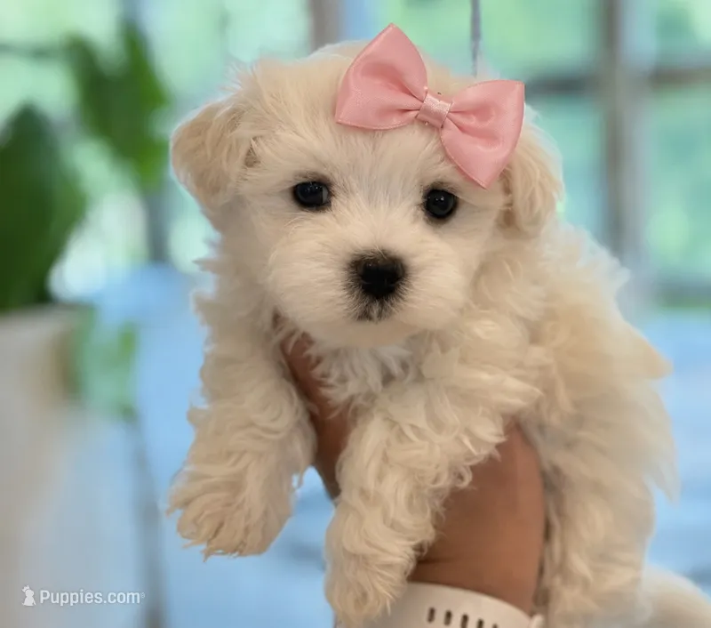 Maltese – Maltese puppy for sale in Tampa, FL