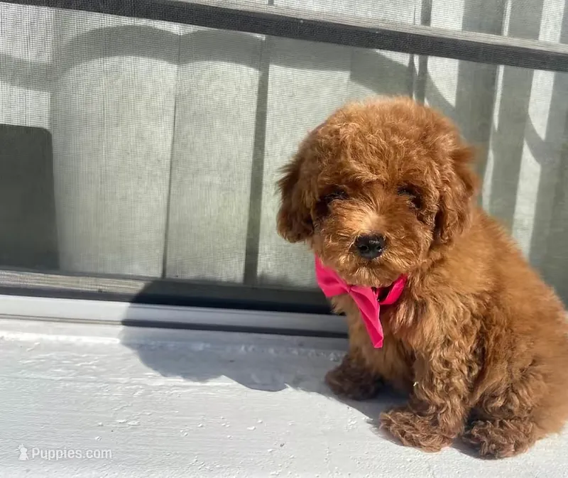 Toy poodle  – Poodle - Toy  puppy for sale in Tampa, FL
