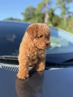 Toy poodle , a male Poodle - Toy  for sale in Tampa, FL – 1 of 3