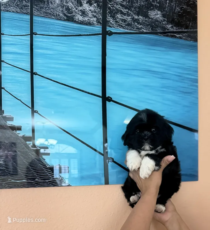 Shitzu  – Shih Tzu puppy for sale in Tampa, FL