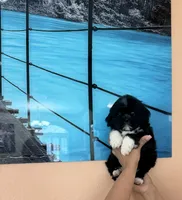 Shitzu , a female Shih Tzu for sale in Tampa, FL – Photo 1 of 2