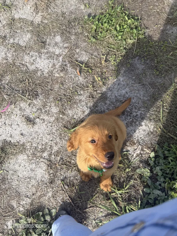 Golden retriver  – Golden Retriever puppy for sale in Tampa, FL