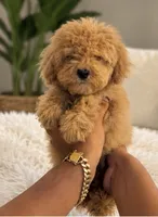 Toy poodle , a male Poodle - Toy  for sale in Tampa, FL – 2 of 2