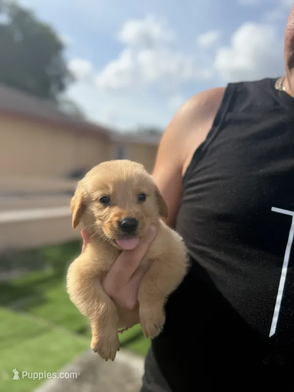 Golden retriver – Golden Retriever puppy for sale in Tampa, FL