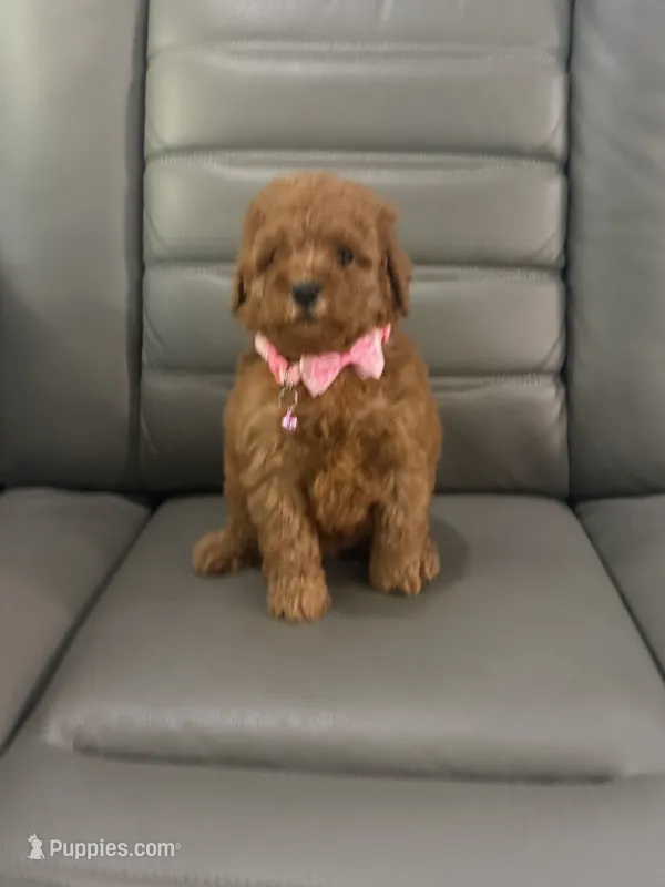 Toy poodle  – Poodle - Toy  puppy for sale in Tampa, FL