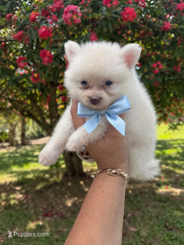 Pomeranian – Pomeranian puppy for sale in Tampa, FL