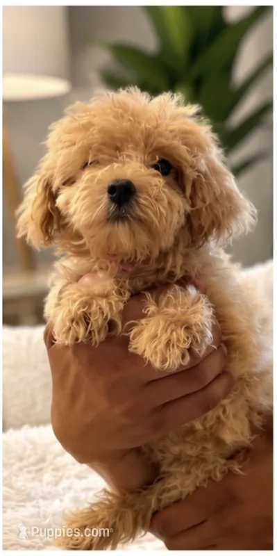 Maltipoo  – Maltipoo puppy for sale in Tampa, FL