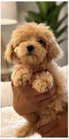 Maltipoo , a male Maltipoo for sale in Tampa, FL – 1 of 2
