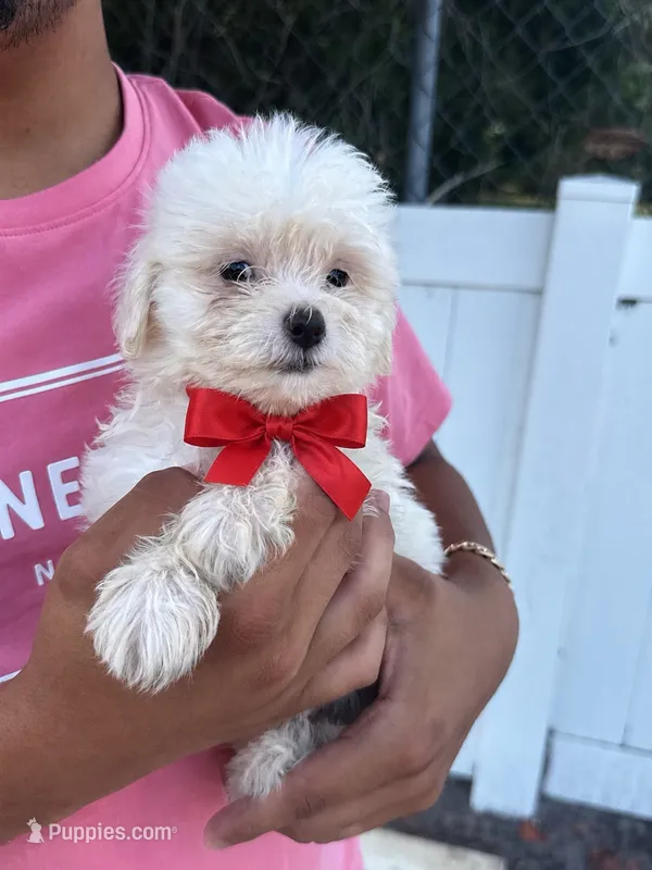 Maltese – Maltese puppy for sale in Tampa, FL