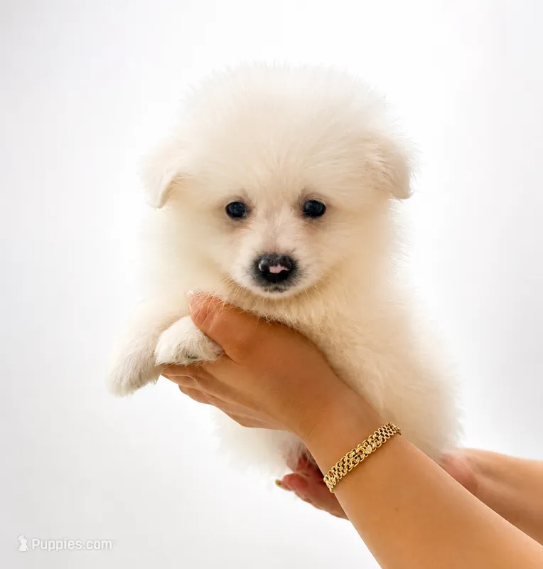Pomeranian – Pomeranian puppy for sale in Tampa, FL
