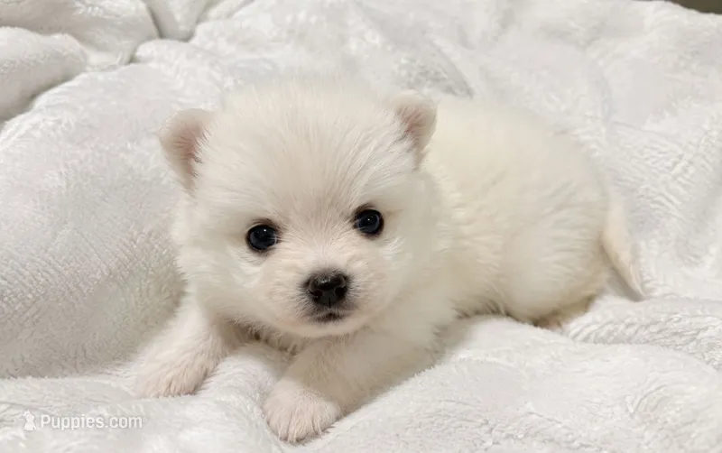Pomeranian – Pomeranian puppy for sale in Tampa, FL