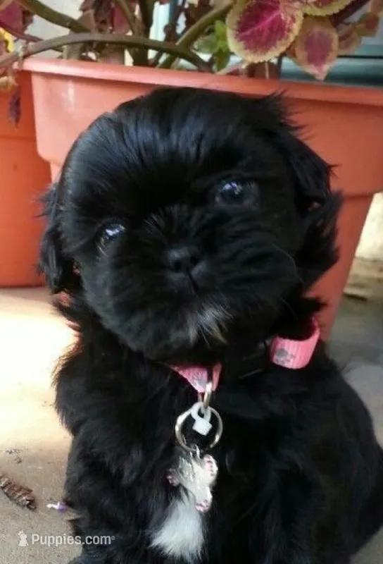 Shihtzu  – Shih Tzu puppy for sale in Tampa, FL