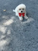 Maltese, a male Maltese for sale in Tampa, FL – 2 of 2
