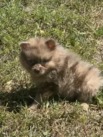 Pomeranian, a male Pomeranian for sale in Tampa, FL – 2 of 3