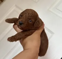 Toy poodle , a female Poodle - Toy  for sale in Tampa, FL – 2 of 3