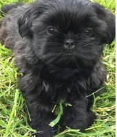 Shihpoo, a male Shihpoo for sale in Tampa, FL – 2 of 2