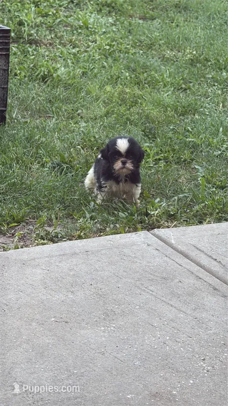 Shihtzu  – Shih Tzu puppy for sale in Tampa, FL