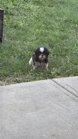 Shihtzu , a male Shih Tzu for sale in Tampa, FL – 1 of 3
